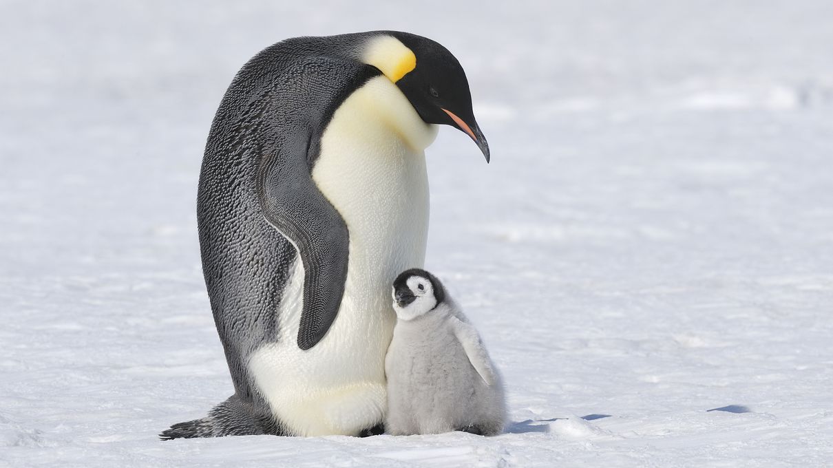 Can We Accurately Guess Your Zodiac Element Just by the Team of Animals You Build? Emperor penguin