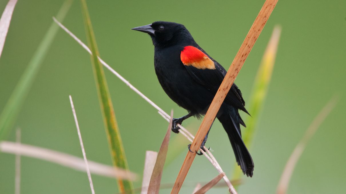It’s That Easy — Get More Than 17/25 on This Geography Test to Win Bird