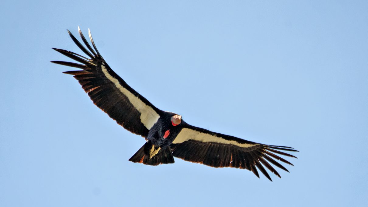 Second Largest Animals Condor