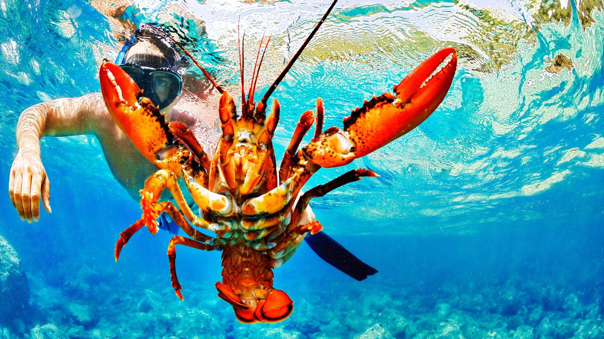 Can We Accurately Guess Your Zodiac Element Just by the Team of Animals You Build? Lobster
