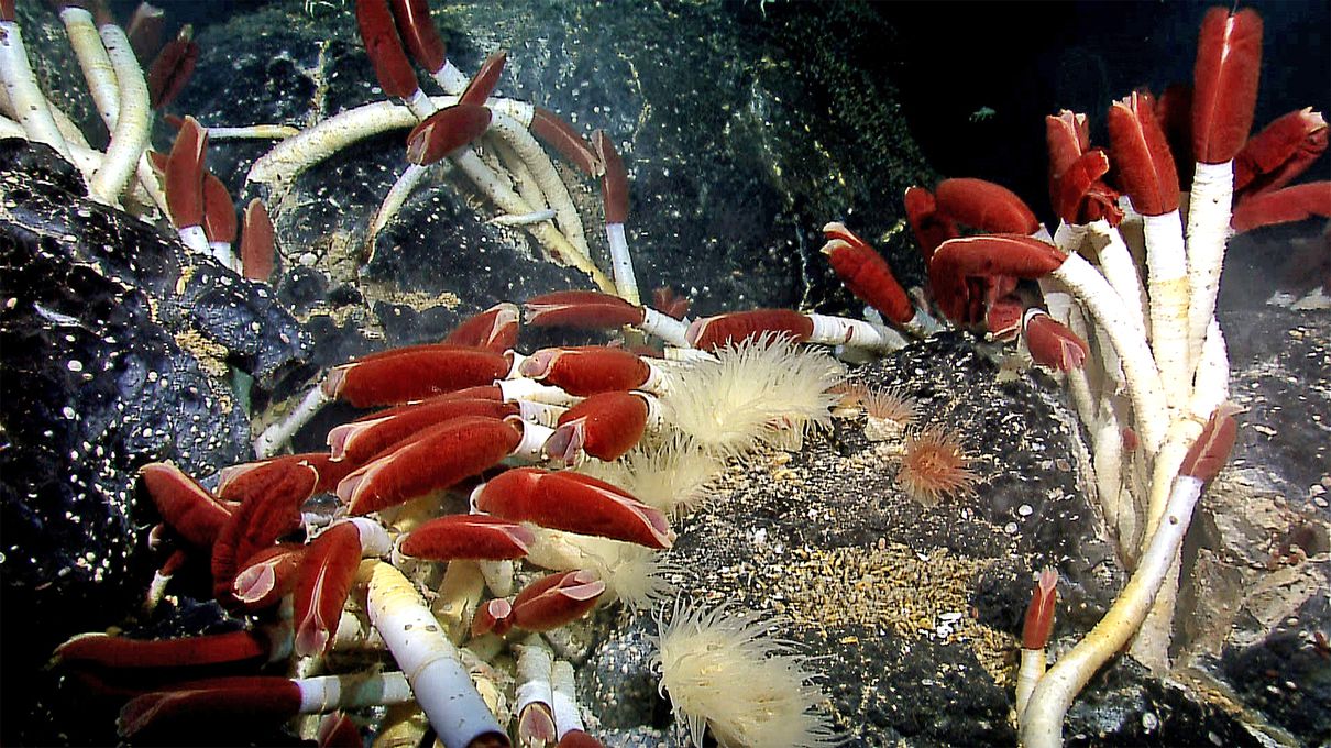 It's OK If You Don't Know Much About Animals. Take This Quiz To Learn Something New Tube worm