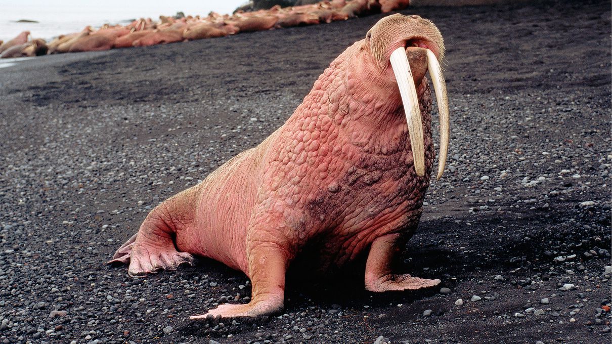 Sea Trivia Walrus