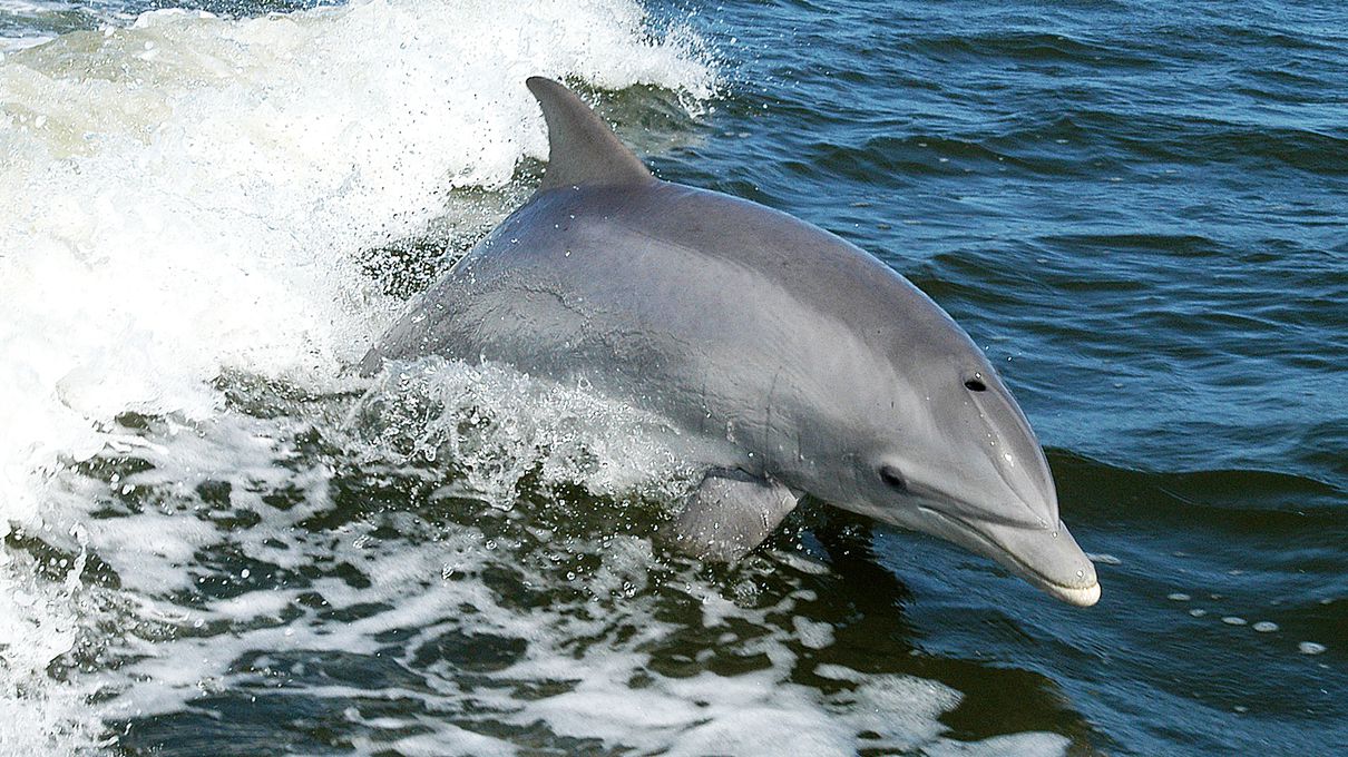 Dolphin