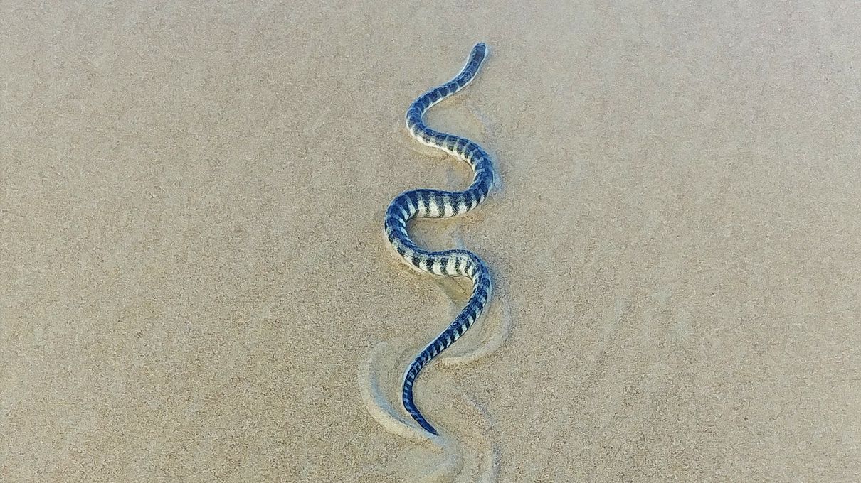 This Animal Quiz Might Not Be Hardest One You've Ever Taken, But It Certainly Isn't Easy Sea snake