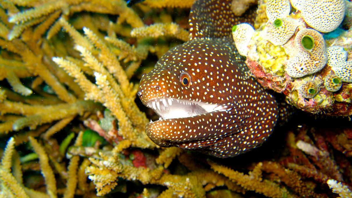 Marine Biology Trivia Quiz Moray eel