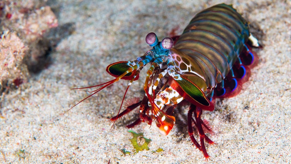 Cool Animals Mantis shrimp