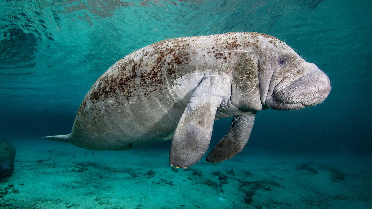 I’m Gonna Be Honest, I Can See Only Exceptionally Smart People Passing This 🧬 Science Knowledge Quiz Manatee