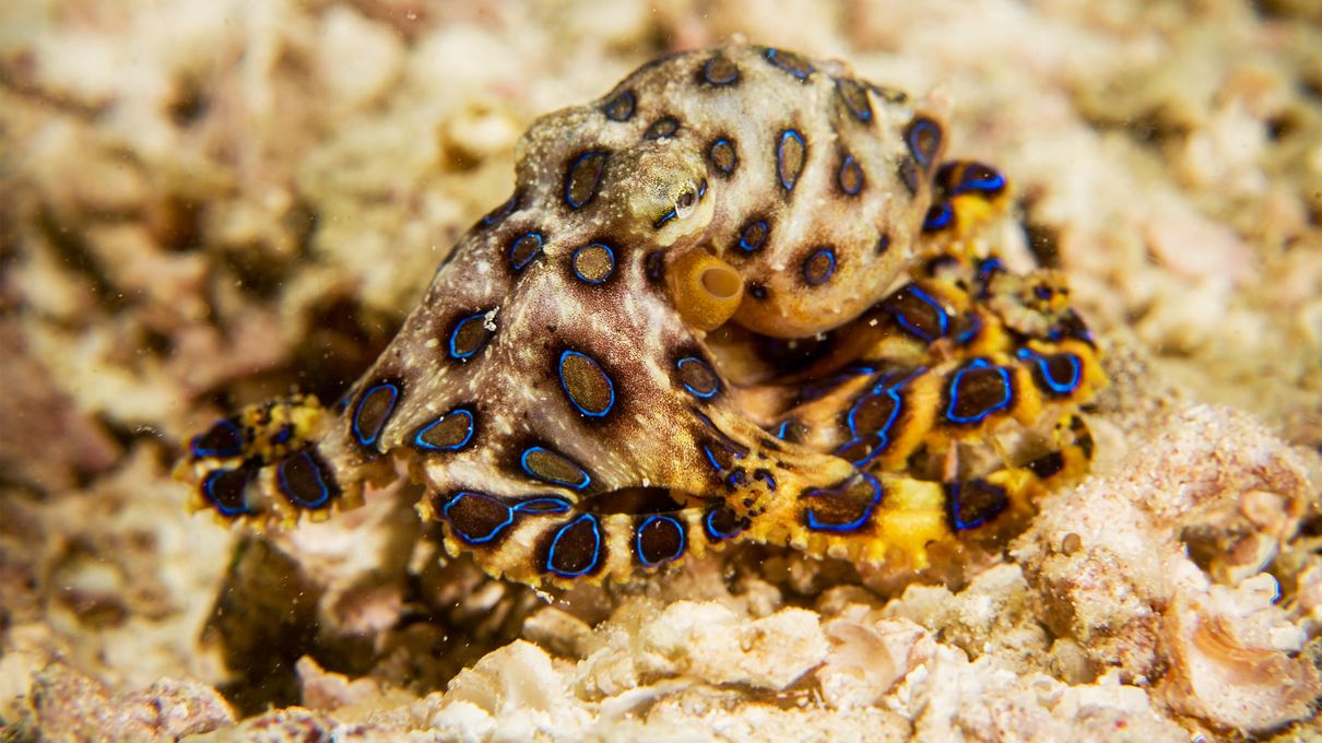 Can You Beat Your Friends In This Quiz That's All About Animals? Blue-ringed octopus