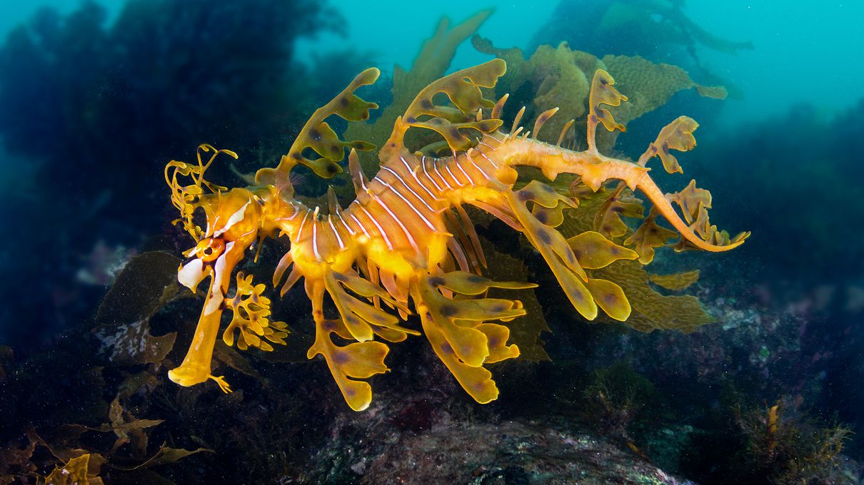 Make Yourself Proud by Getting Over 75% On This Unreasonably Difficult Animals Quiz Leafy seadragon