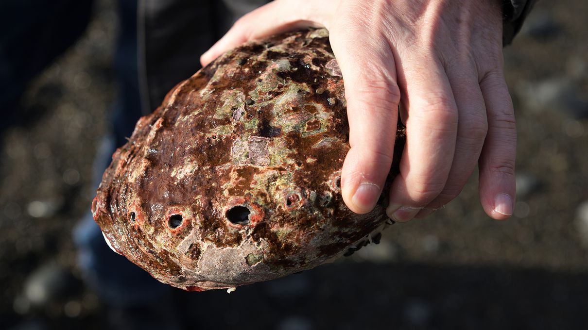 This Animal Quiz Might Not Be Hardest One You've Ever Taken, But It Certainly Isn't Easy Abalone