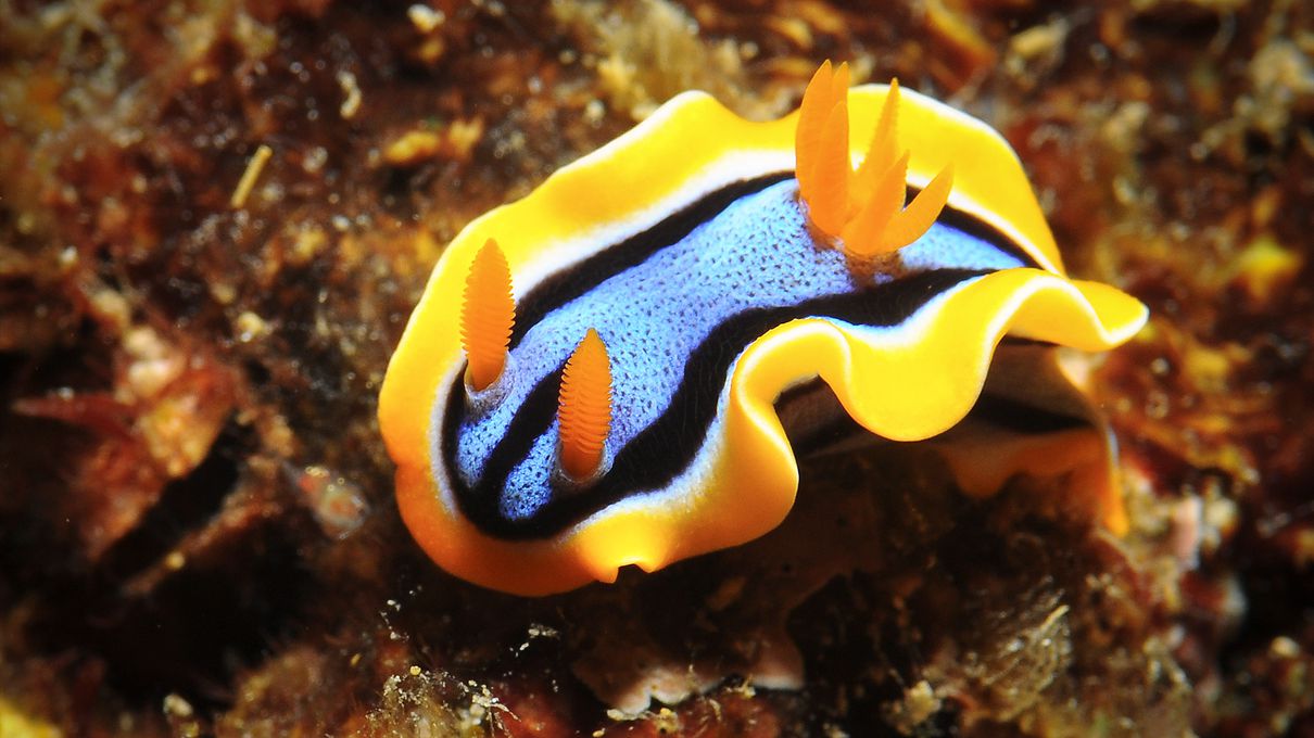 It's OK If You Don't Know Much About Animals. Take This Quiz To Learn Something New Sea slug