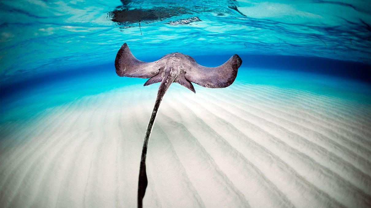 Marine Biology Trivia Quiz Stingray