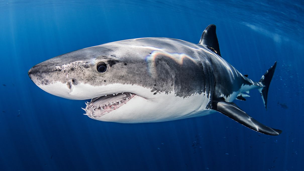 Great white shark