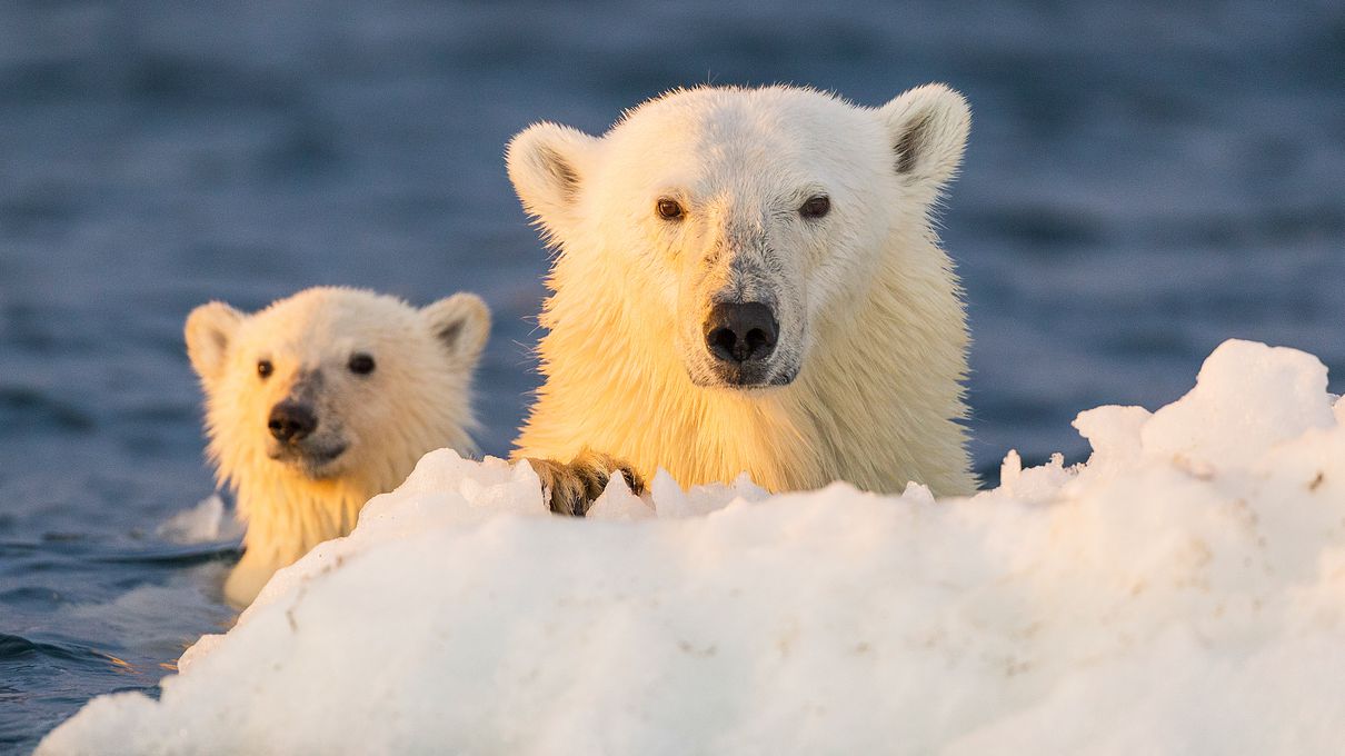 Arctic Vs Antarctic Polar bear