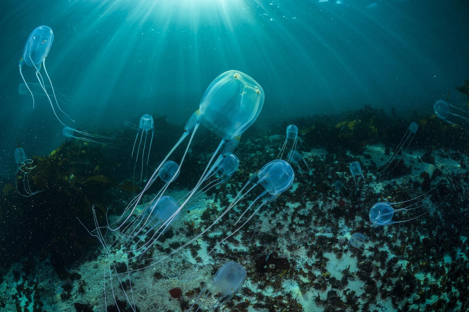 Beach Vacation Trivia Quiz Box jellyfish