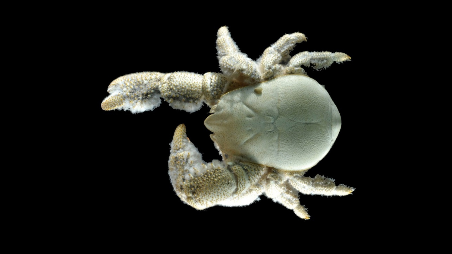 This Animal Quiz Might Not Be Hardest One You've Ever Taken, But It Certainly Isn't Easy Yeti crab