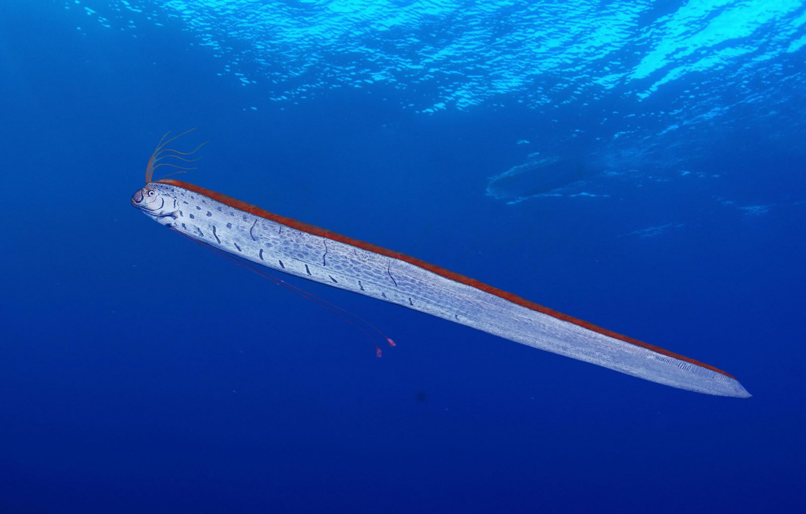If You Can Get 100% On This 25-Question Mixed Knowledge Test, Your Intelligence Leaves Me Speechless Oarfish