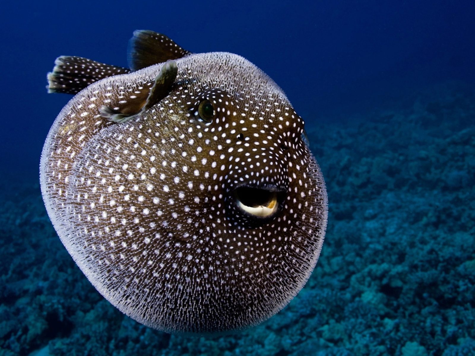Beach Vacation Trivia Quiz Pufferfish