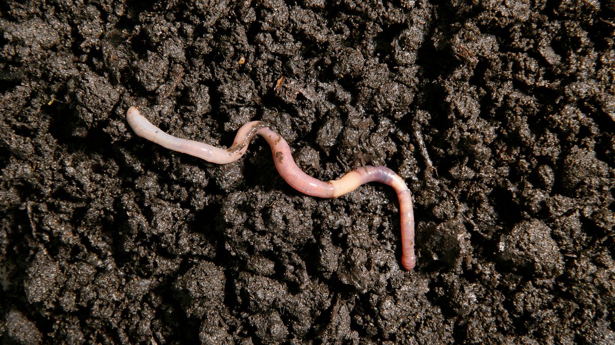 Foods Named After Animals Quiz Worms