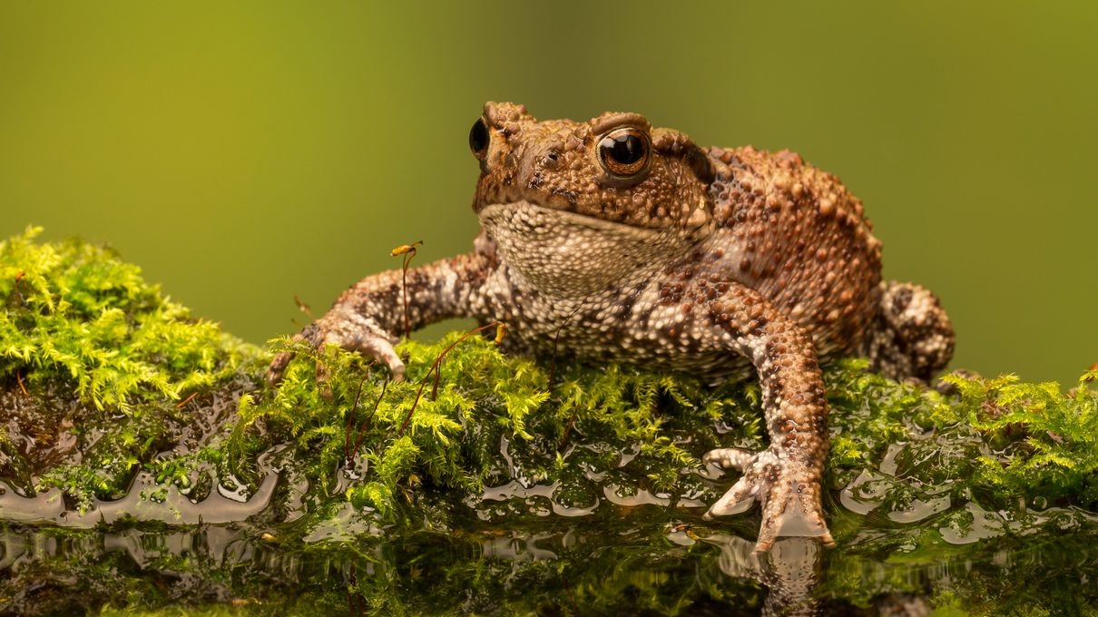 Foods Named After Animals Quiz Toad