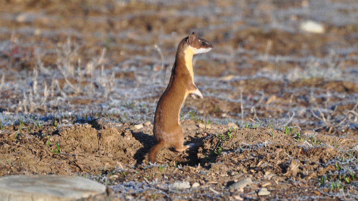 If You Can Pass This General Knowledge Test on Your First Try, You’re Undoubtedly Way Too Smart Long tailed weasel