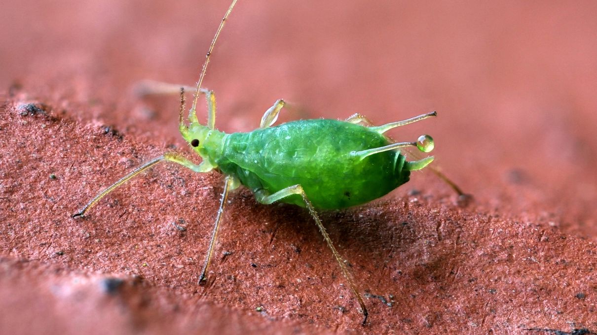 Can We Accurately Guess Your Zodiac Element Just by the Team of Animals You Build? Aphid
