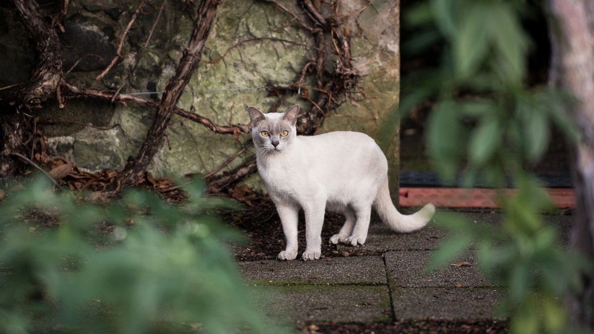 Which Vampire Are You? Quiz Stray cat