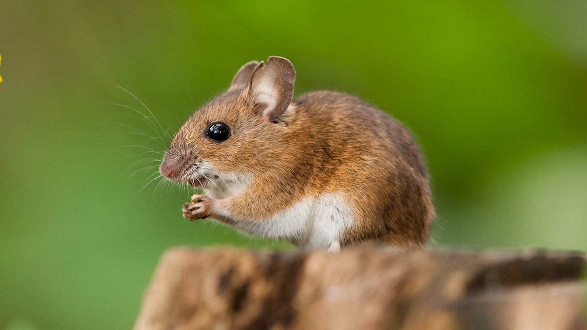 World Wildlife Day Quiz Small mammals