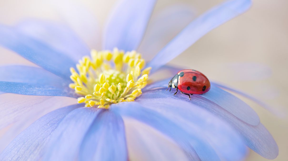 If You Can Get 18/24 on This Mixed Knowledge Quiz, You Probably Are the Smartest Friend Ladybird