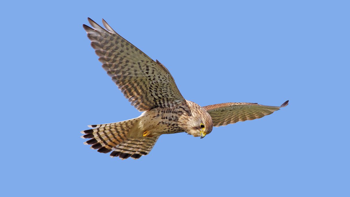 Pick Animals & Find Out Your True Season Quiz Kestrel
