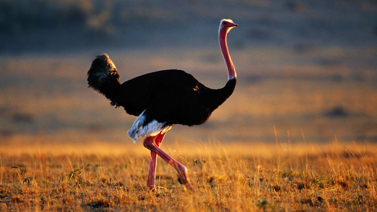 O Trivia Quiz Ostrich