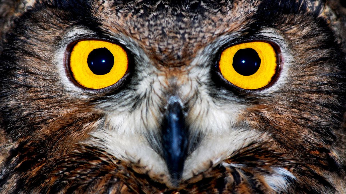 Halloween Idioms Quiz Night owl