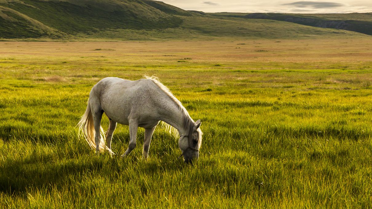 Year Of The Horse Quiz Herbivore