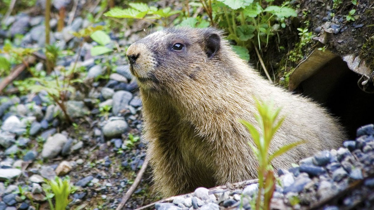 November Trivia Quiz Groundhog