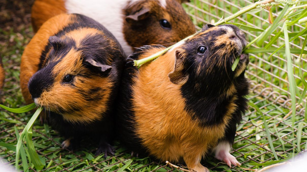 Spend the Most Ideal Day to Find Out the Exact Number of Kids You’re Having Guinea pig
