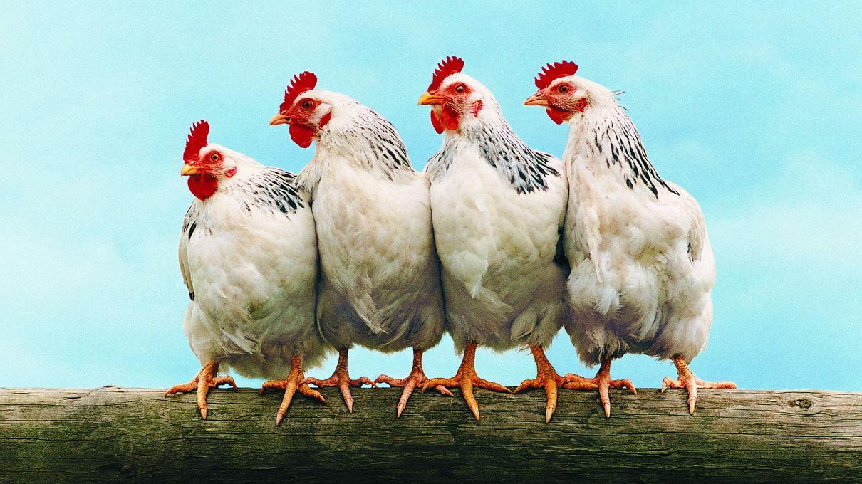 Can You Fill in the Blanks for These Common and Maybe Not-So-Common Sayings? Chickens