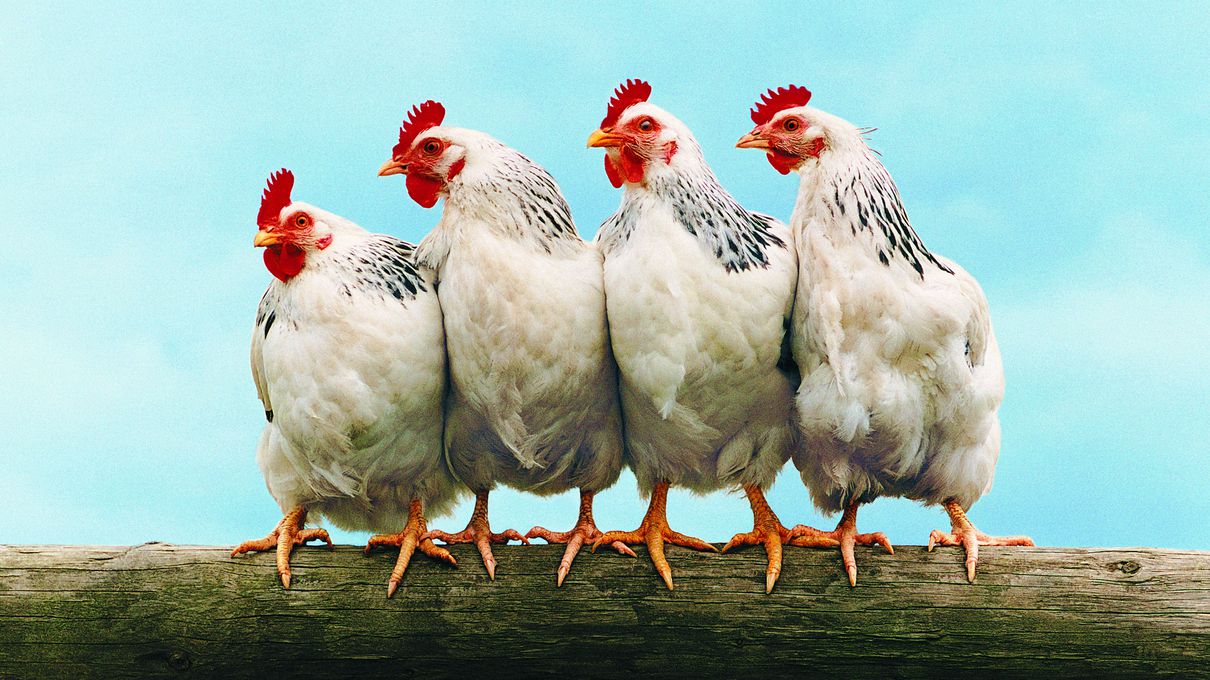 Can You Fill In Blanks For Common & Maybe Not-So-Common… Quiz Chickens