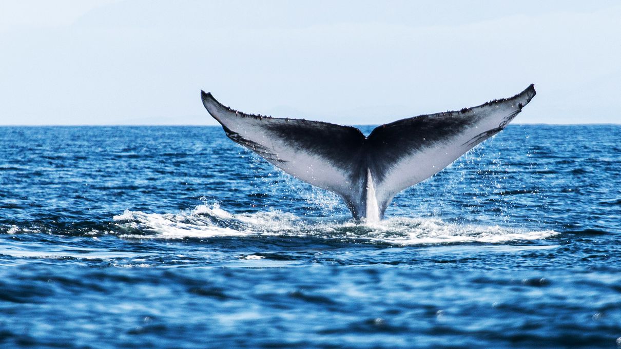 Whale Trivia Quiz Blue whale