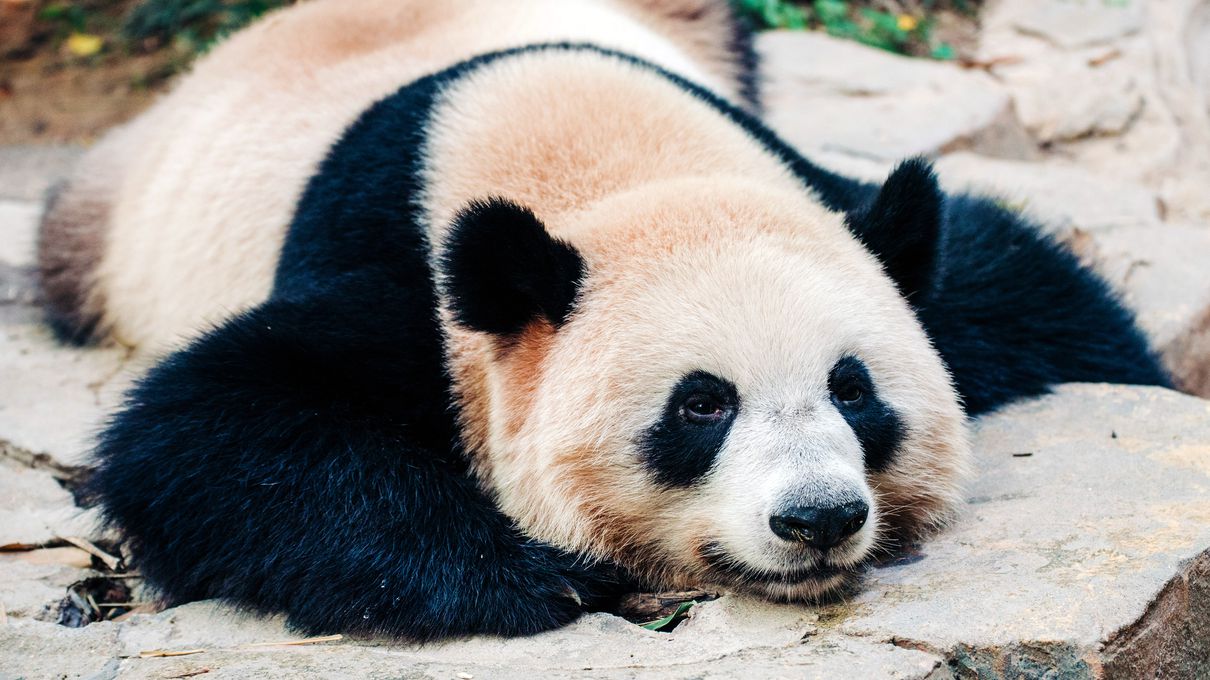 You got 8 out of 22! Are You a Panda Prodigy? 🐼 Test Your Giant Panda IQ with Our Ultimate Quiz!