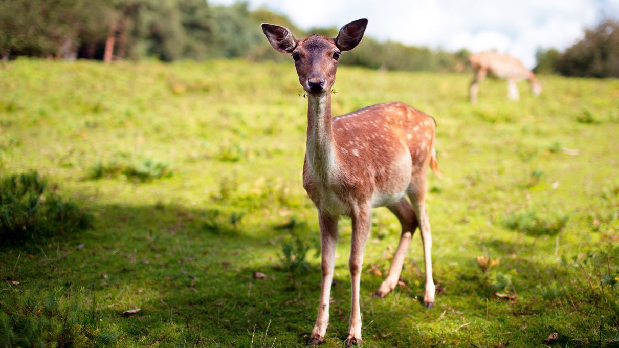 Which Easter Candy Are You? Quiz Fawn