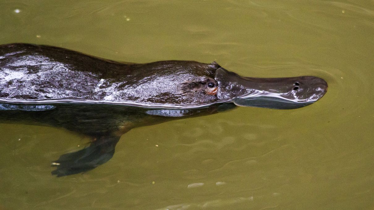 Platypus