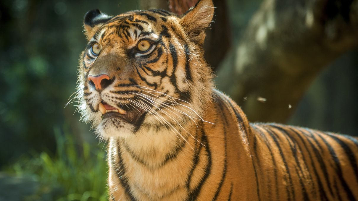 World Animal Day Quiz Tiger