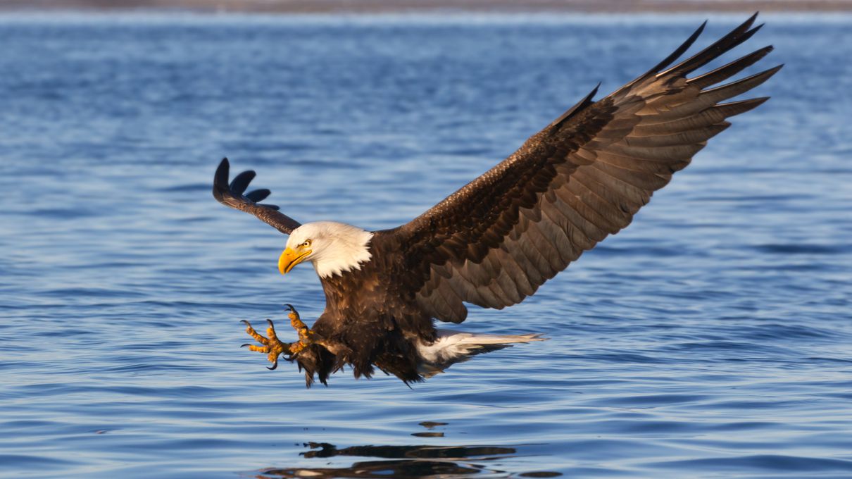 Pick Animals & Find Out Your True Season Quiz Bald eagle