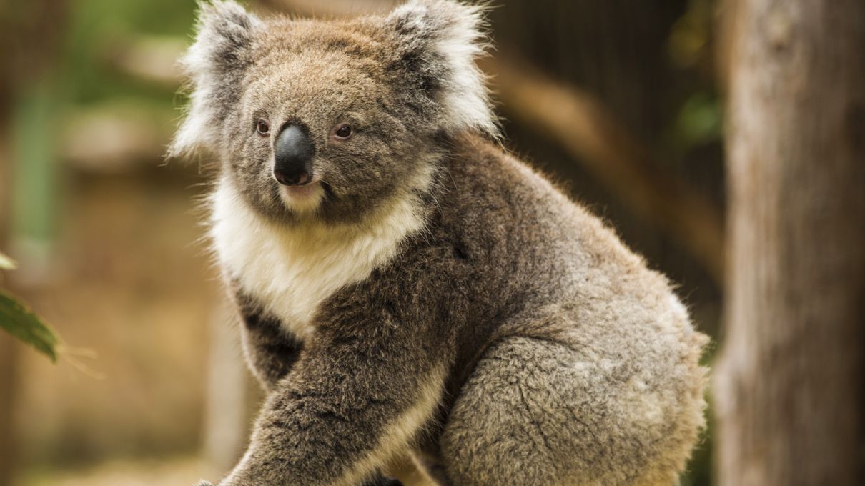 What Element Am I? Quiz Koala