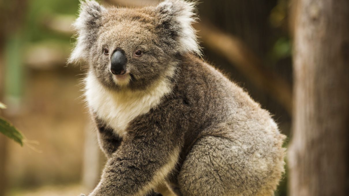 Only Half of These Random Facts Are True — Let’s See If You Can Figure Out Which Ones They Are Koala