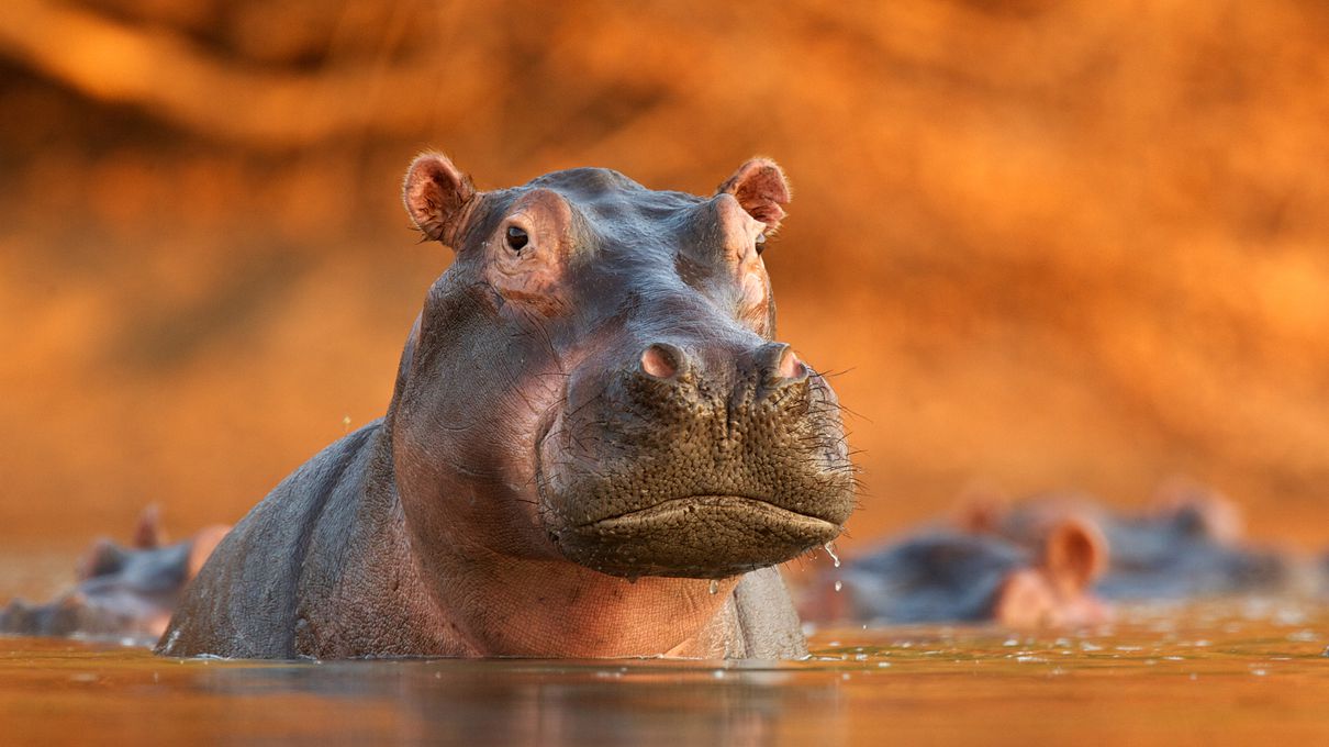 Can We Accurately Guess Your Zodiac Element Just by the Team of Animals You Build? Hippopotamus