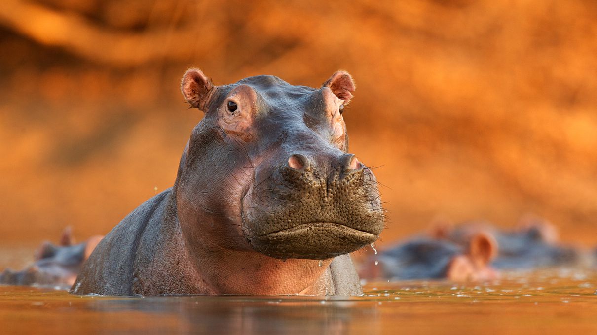 Hippopotamus