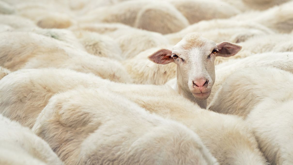 Getting Full Marks on This General Knowledge Quiz Is the Only Proof You Need to Show You’re the Intelligent Friend Sheep