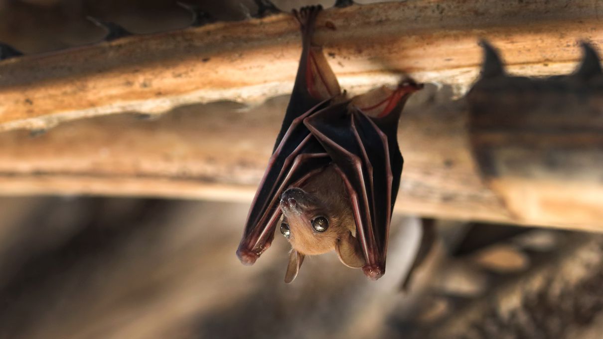 Foods Named After Animals Quiz Bat
