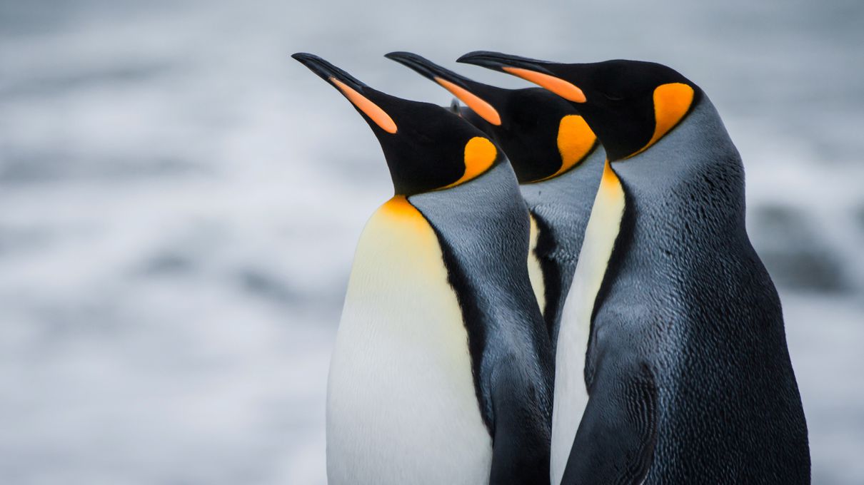 Second Largest Animals King penguin